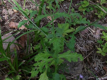 Verbena officinalis - hasznos tulajdonságai és alkalmazásai, egészségügyi könyv (alkalmazás) Verbena officinalis - hasznos tulajdonságai és alkalmazásai, egészségügyi könyv