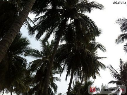Vietnam, Nha Trang - „felülvizsgálat fogom 3 kép, sok a szöveg (Nha Trang) Vietnam, Nha Trang - „felülvizsgálat fogom 3 kép, egy csomó szöveget