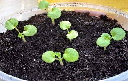 Növekszik a magok Pelargonium gyakorlati tippeket otthonában