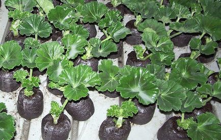 Növekszik a magok Pelargonium gyakorlati tippeket otthonában