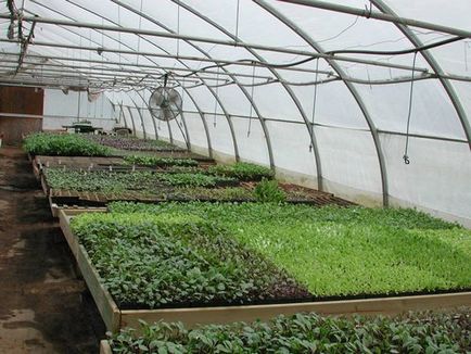 Növekvő zöldek üvegházakban eladó egész évben, petrezselyem, kapor, saláta