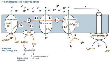 V komplex - ATP szintáz - studopediya