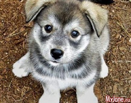 Wolf-dog, hogy tudjuk róluk egy kutya, egy farkas hibrid, képességgel, az egészségügy, a használata tartalom