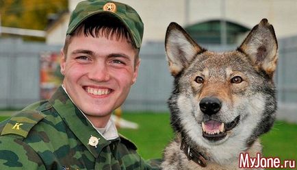 Wolf-dog, hogy tudjuk róluk egy kutya, egy farkas hibrid, képességgel, az egészségügy, a használata tartalom