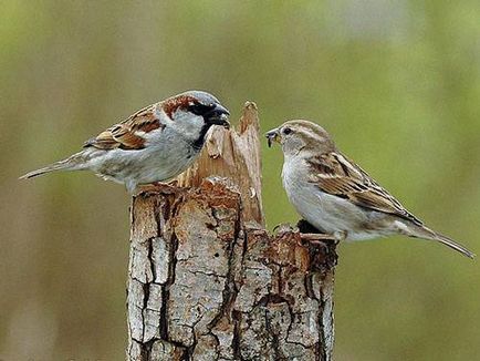 Sparrow - leírása, életmód jellemzőit, érdekességek