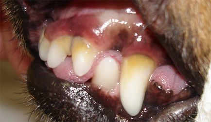 Gum betegség a kutyák és hogyan kell kezelni, mint a (fotó)