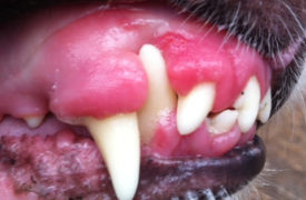 Gum betegség a kutyák és hogyan kell kezelni, mint a (fotó)