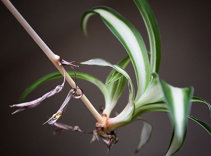 Chlorophytum - Chlorophytum fotó, termesztési feltételek, ellátás és szaporítása