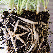 Chlorophytum - a legtöbb szerény ház növény