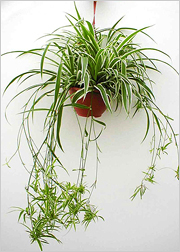 Chlorophytum - a legtöbb szerény ház növény