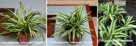 Chlorophytum - otthoni gondozást