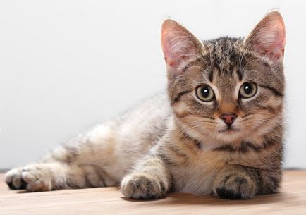 A sántaság macskáknál fő oka provokáló betegség