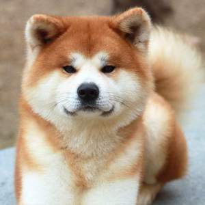 Japán Akita kutya fajta történetét, fizikai leírását és harkter, a tartalom és az ár akita ino