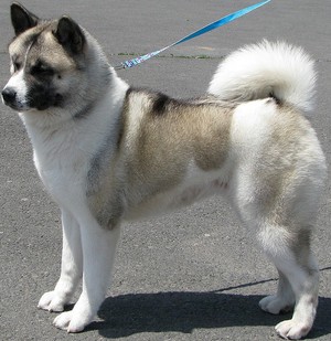 Japán Akita kutya fajta történetét, fizikai leírását és harkter, a tartalom és az ár akita ino
