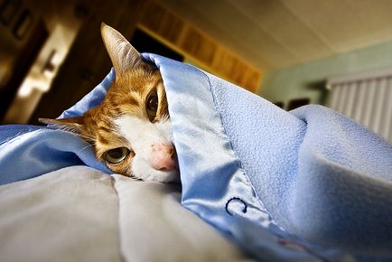 Gyomorfekély a kutyák és macskák tünetei és kezelése