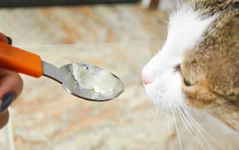 Székrekedés macskáknál otthoni kezelés a folyékony paraffin és más eszközökkel, okai