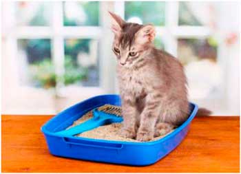 Székrekedés macskáknál otthoni kezelés a folyékony paraffin és más eszközökkel, okai