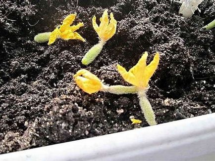uborka és sárga petefészek nem fejlődik