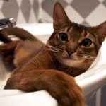 Tatár macskák kezelésére és ártalmatlanítására otthon lépésről lépésre képekkel, hogy hol keresse a tüneteket,
