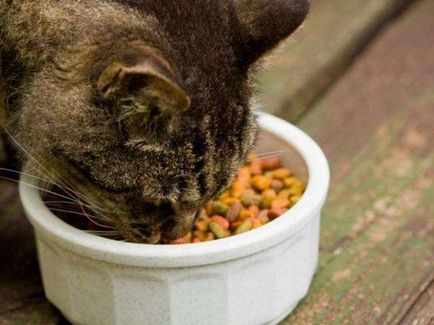 Tartar macskáknál - tünetek és kezelési módszerek