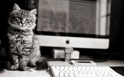 10 живота хакерски за собствениците на котки