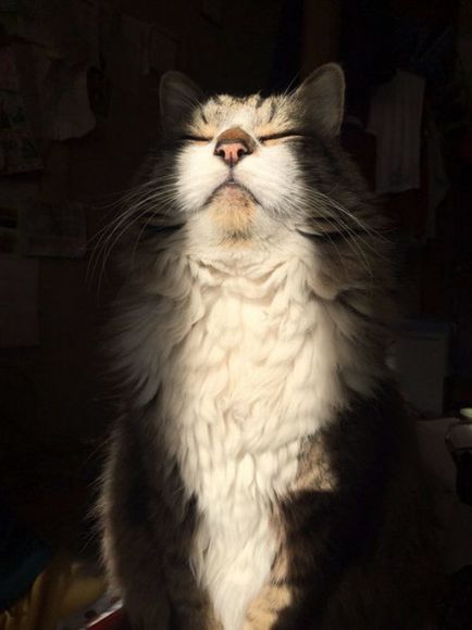 20 снимки на котки, които обичат слънцето повече от всичко друго