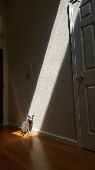 20 снимки на котки, които обичат слънцето повече от всичко друго