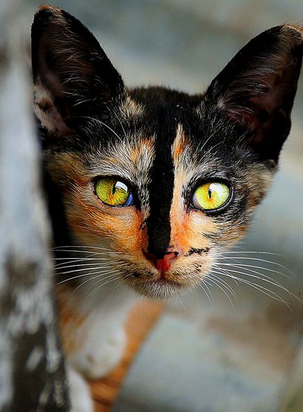 20 Най-красивите котки в света