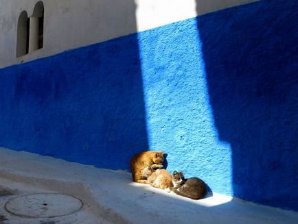 25 Доказателствата, че котка повече от всичко да обича слънцето