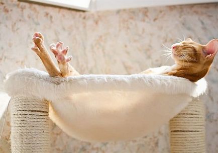25 Доказателствата, че котка повече от всичко да обича слънцето