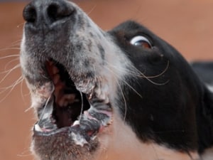 5 надежден начин как да преподават екип куче - гласът