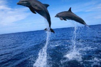 8 причини, за да се превърне в делфин, нашите най-добри приятели