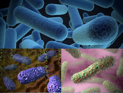 Аеробни бактерии и микроорганизми за септичен