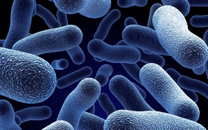 Аеробни бактерии и анаеробни бактериални действие, септичен базирани аеробни и анаеробни бактерии,
