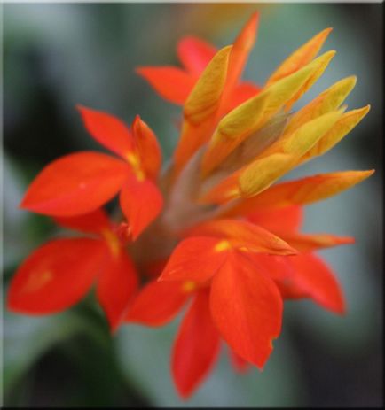 Aphelandra (Aphelandra)