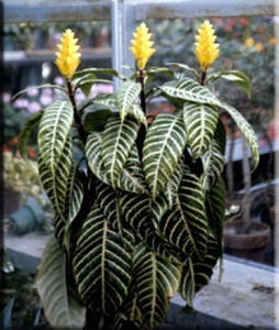 Aphelandra (Aphelandra)