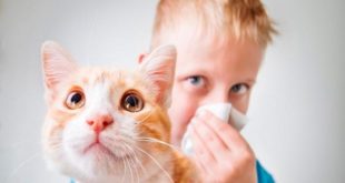 Алергии към кучетата при децата води, диагностика, лечение, профилактика