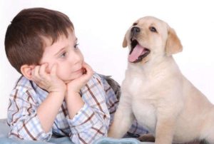 Алергии към кучетата при децата води, диагностика, лечение, профилактика