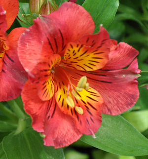 Alstroemeria alstroemeria - описание, грижи и нарастващ проблем