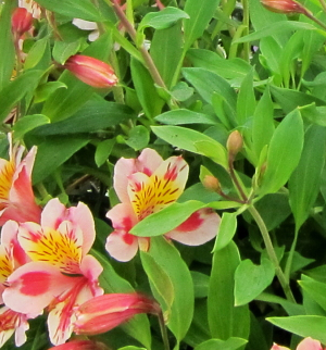 Alstroemeria alstroemeria - описание, грижи и нарастващ проблем