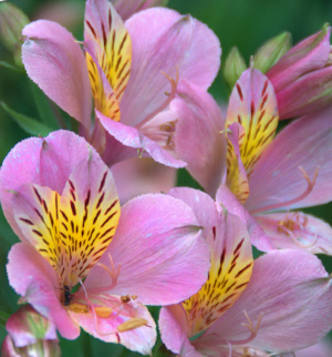 Alstroemeria alstroemeria - описание, грижи и нарастващ проблем