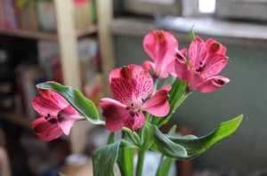 Alstroemeria-добрият съвет за домашно отглеждане