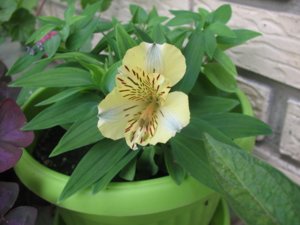 Alstroemeria-добрият съвет за домашно отглеждане