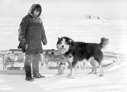 Аляски маламут - снимки, описание, природа, съдържание, храна, купуват