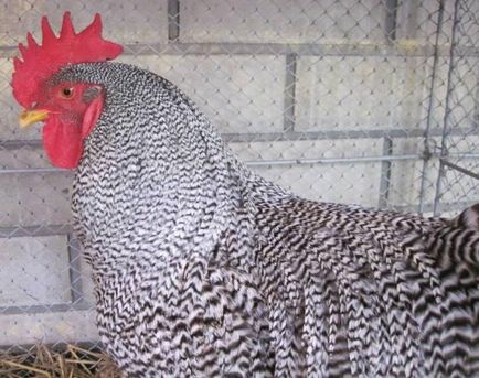 Amroks (пилета) описание на отглеждане и грижи (снимка)