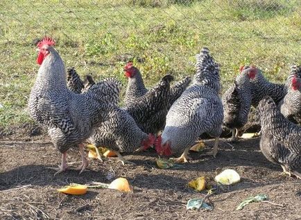 Amroks пилета порода - описание на съдържанието, снимки и видеоклипове
