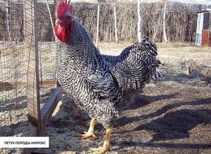 Amroks пилета порода - описание на съдържанието, снимки и видеоклипове