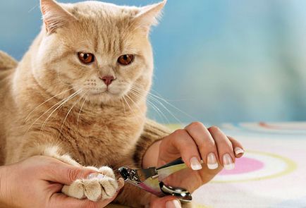 Antitsarapki котка ветеринарите мнения, цени и снимки с инструкции