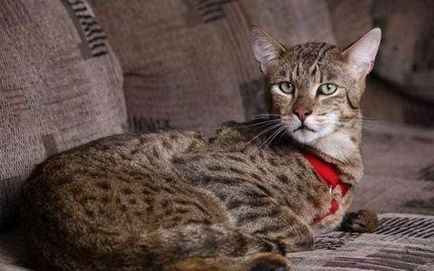 Ashera котка снимка, описание порода, характер, цена