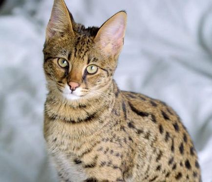 Ashera котка снимка, описание порода, характер, цена